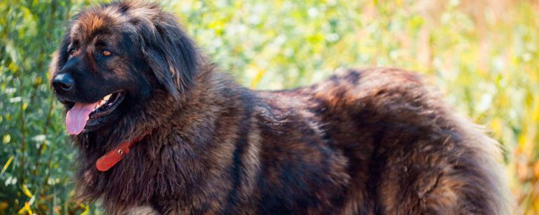 Волкодавы: внешний вид и яркие черты характера породы - ProPlan.ru